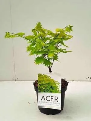 Zdjęcie produktu dla Acer shir. aureum' (jap. 'aureum') - japoński złoty klon 25- 30 cm pojemnik
