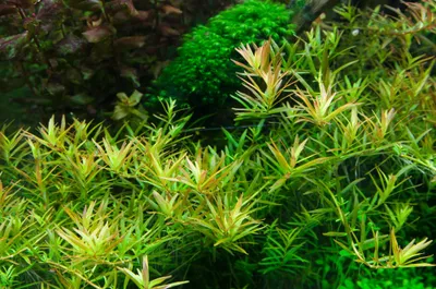 Produktbild von Aquarium Pflanze Rotala rotundifolia 'H'ra' Tropica Nr.032C TC in Vitro