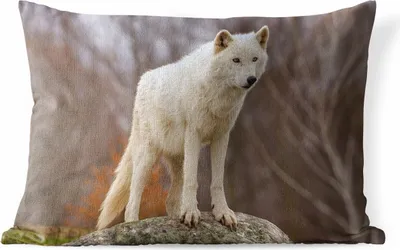 Produktbild von MuchoWow® Outdoor Kissen - Wolf - Stein - Weiß - 60x40 cm - Wetterfest - Lounge Kissen - Zierkissen - Kissen für Innenräume