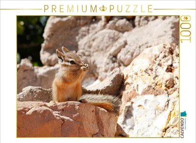 Produktbild von CALVENDO Puzzle Uinta-Streifenhörnchen | 1000 Teile Lege-Größe 64x48cm Foto-Puzzle für glückliche Stunden