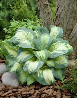 Produktbild von Stauden Gänge 1 x Hosta sieboldiana 'Great Expectations' im 1 Liter Topf - Funkie, Herzblatt-Lilie - Elegante Blattschönheit in Creme und Grün