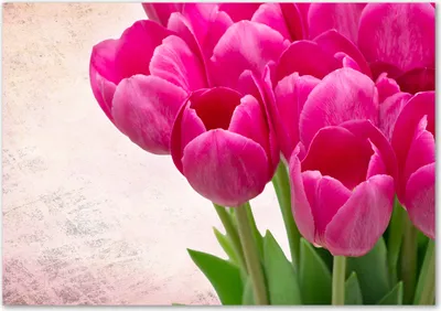 Produktbild von Tulup® Glas-Bild - 100 x 70 - Wandbild aus Glas - Wandkunst - Wandbild hinter gehärtetem Sicherheitsglas - Blumen & Pflanzen - Rosa Tulpen - Lila