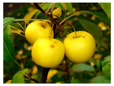Produktbild von Holzapfel Malus sylvestris Pflanze 25-30 cm