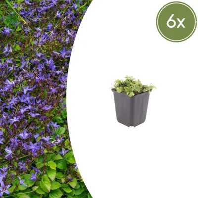 Image de Campanula poscharskyana | 6 plantes - 10-25cm - Ø9cm - Plante de jardin