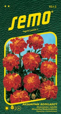 Produktbild von Samen - STUDENTENBLUME 'CARMEN'