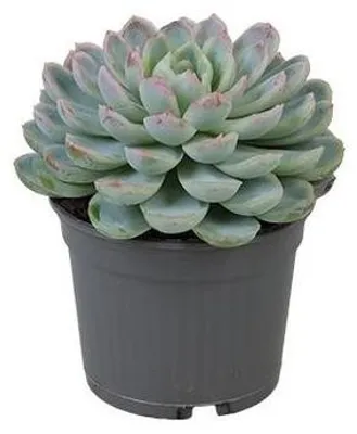 Productafbeelding van JUNAVERA Echeveria elegans vetplant in 8,5 cm pot | hoogte bij levering 10 cm