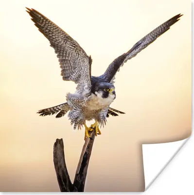 Produktbild von MuchoWow® Poster Wanderfalke - Sonne - Flügel 30x30 cm - Wandposter - Printing