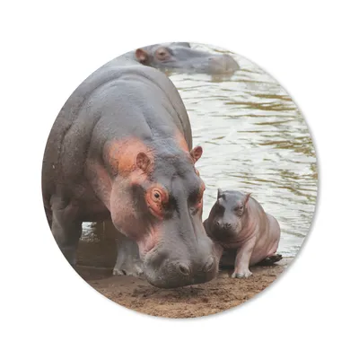 Produktbild von MuchoWow® Mauspad Mousepad Tiere - Nilpferde - Baby 40x40 cm - Mousepads - Maus Mat - Pad - Mausunterlage - Schreibtisch Accessoires