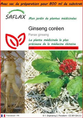 Image de SAFLAX Garden in the bag - Ginseng coréen - 10 graines - Panax