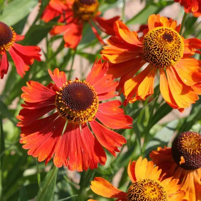 Immagine prodotto di 6 x Helenium 'Moerheim Beauty'  | Vaso 9 cm x 9 cm