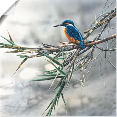 Produktbild von ARTland Poster Eisvogel I Größe: 40x40 cm