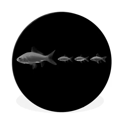 Produktbild von MuchoWow® Aluminium Wandkreis Goldfischreihe - schwarz und weiß Ø 90 cm Wanddeko Modern Wohnzimmer - Mauerkreis - Wandbilder - Runde Bild - Bild aus Aluminium - Schlafzimmer - Wohnzimmerdekoration - Wand Dekoration
