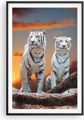Produktbild von Gerahmtes Poster - Schwarzer Rahmen - Tiger weiß Rock Sonnenuntergang - 61x91,5 cm - Wand Bild - Wanddeko - Wandbilder - Wandposter - Bilderrahmen - Bilder - Kunstdruck - Wandbild - P2BPA61x91-2901