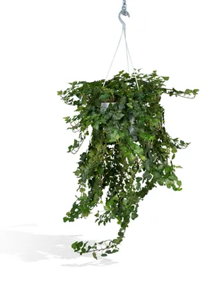 Produktbild von Meergroothandel Hedera Wonder Green Hang - 70 cm, Ø24 cm