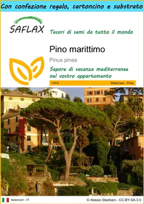 Immagine prodotto di SAFLAX Set regalo - Pino marittimo - 6 semi - Pinus