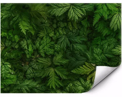 Immagine prodotto di Foglie e felci verdi della foresta per soggiorno camera da letto e ufficio 350x250 cm