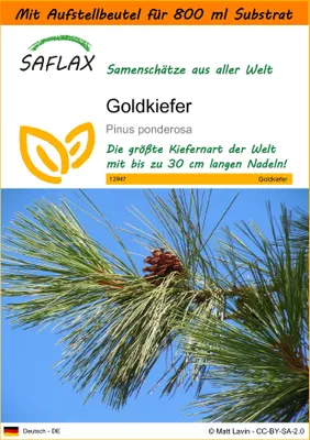 Produktbild von SAFLAX - Garden in the Bag - Goldkiefer - 20 Samen - Mit Anzuchtsubstrat im praktischen, selbst aufstellenden Beutel - Pinus ponderosa