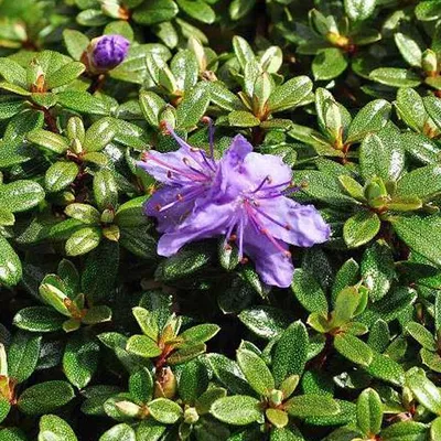 Obrázek produktu pro Rhododendron 'Impeditum' - Rhododendron Impeditum | 20-30 cm, v květináči