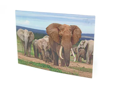 Produktbild von 3D Postkarte Elefanten Familie