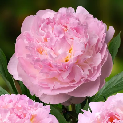 Immagine prodotto di Peonie "Pfingstrosen" resistenti al freddo, varietà "Pink Passion" - 1 pianta - grandi ibridi di peonia - pianta perenne - piante provenienti dai Paesi Bassi, adatte per giardino e vaso (non semi, non bulbi, non artificiali)