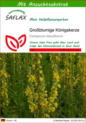 Produktbild von SAFLAX - Großblumige Königskerze - Verbascum densiflorum - 500 Samen - Mit keimfreiem Anzuchtsubstrat