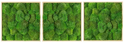 Produktbild von Gardners Set mit 3 mechanischen Bildern im Format 50x50 cm, hergestellt aus Moos, in natürlicher Ausführung