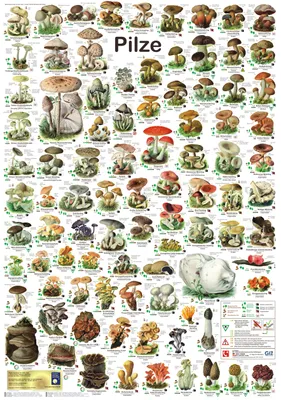 Produktbild von Pilze Poster deutsch DIN A1 59,4 x 84,1 cm