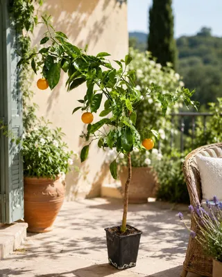 Image de Oranger exotique 100-120 cm - Orange brésilienne (Citrus sinensis) pour la maison | Arancio Brasiliano, idéal pour jardin & balcon