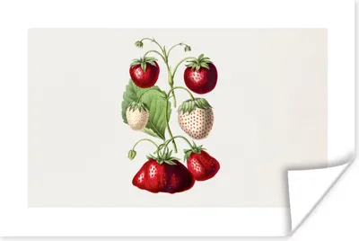 Produktbild von MuchoWow® Poster Erdbeeren - Obst - Gesund 120x80 cm - Bilder