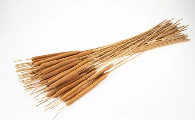 Produktbild von Rohrkolben in Natur, Lieferung im Bund mit 50 Stück , Größe ca. 70cm | Typha Schilfkolben