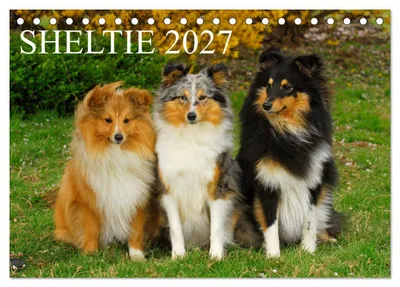 Produktbild von Sheltie 2027 (Tischkalender 2027 DIN A5 quer), CALVENDO Monatskalender