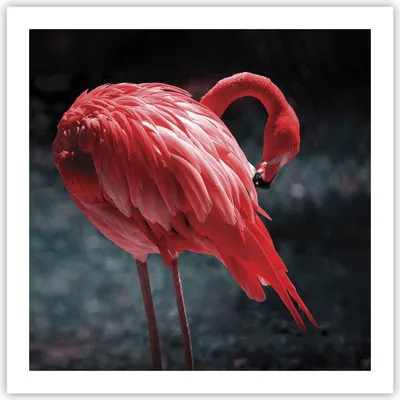 Produktbild von Poster - Poster ohne Rahmen - Flamingo Rosa Vogel - 60x60 cm - Wand Bild - Wanddeko - Wandbilder - Kunstposter - Wandposter - Bilder - Kunstdruck - Wanddekoration - Wandbild - P2XAC60x60-4551