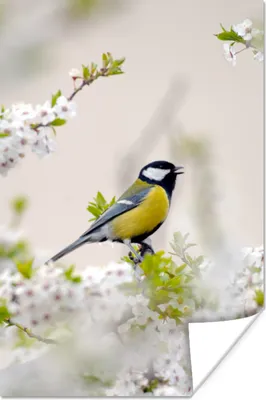 Produktbild von MuchoWow® Poster Vogel - Kohlmeise - Blumen - Blütenbaum 60x90 cm - Wanddekoration