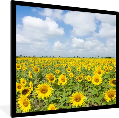Produktbild von MuchoWow® Gerahmtes Poster Sonnenblumen - Blumen - Wolken - Natur - Gelb - Landschaft 40x40 cm - Poster mit Schwarzem Bilderrahmen Wandposter Rahmen Foto Bilder - Mit Rahmen - Wanddekoration Schlafzimmer