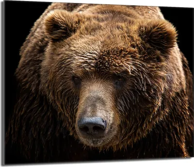 Produktbild von Glas-Kochfeldschutz 60x52 Teddybär