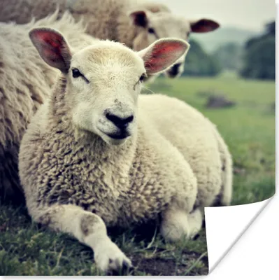 Produktbild von MuchoWow® Poster Schaf - Lamm - Gras 100x100 cm - Babyzimmer