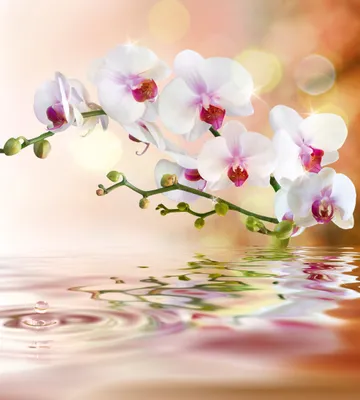 Produktbild von Fototapete - White Orchid 225x250cm - Vliestapete