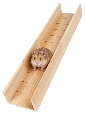 Image de Rampe d'escalade pour petits animaux - Pont de jeu en bois pour hamsters et cobayes
