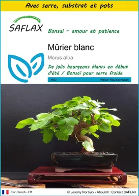 Image de SAFLAX Ensemble de culture - Mûrier blanc - 200 graines - Morus
