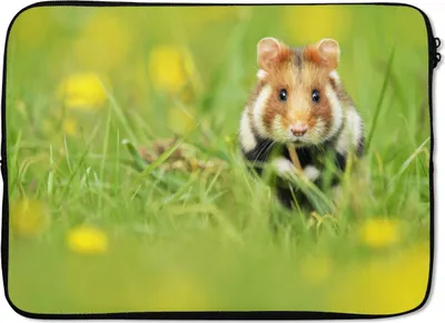 Produktbild von MuchoWow® Laptop Hülle 14 ZollEuropäischer Hamster im Gras Laptoptasche - Laptoptasche - Stoßsicher - Schutzhaube