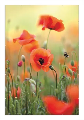 Produktbild von Wallario Wandbild Mohnblumenblüten, Größe: 61 x 91,5 cm, Poster mit rahmenlosen Bildhalter