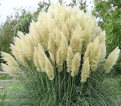 Produktbild von 10 x Cortaderia selloana ‚White' 1 Liter (Ziergras/Gräser/Stauden) Pampasgras Weiß - Stauden Gänge