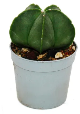Obrázek produktu pro Astrophytum myriostigma NUDUM – Nahá biskupská čepice – v květináči o průměru 6,5 cm – rarita mezi kaktusy
