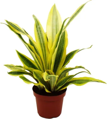 Obrázok produktu pre Sansevieria aubrytiana "Yellowstone" - Zlaté konope s nezvy?ajným sfarbením listov - 14cm kvetiná?
