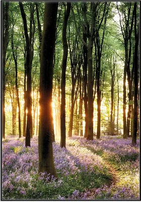 Produktbild von Wallario Wandbild Blaue Hasenglöckchen im Wald mit Sonnenstrahlen, Größe: 70,30 x 100,30 cm, Poster mit schwarzem Aluminiumrahmen