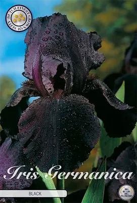 Artikelbild 2 von 'Iris Germanica Black (1 Stück)' aus der Kategorie Schwertlilienknollen / Iris