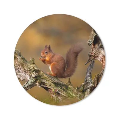 Produktbild von MuchoWow® Mauspad Mousepad Eichhörnchen - Baumstamm - Wald 30x30 cm - Mousepads - Maus Mat - Pad - Mausunterlage - Tischunterlage - Schreibtischmatten