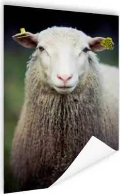 Produktbild von MuchoWow® Poster Porträt eines Schafes 80x120 cm - Papierdruck