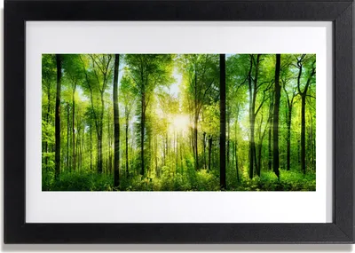 Produktbild von Bild 30x20 MDF-Rahmen Wandkunst Natur Wald Bäume