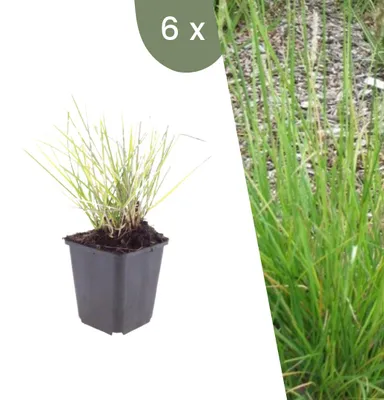 Produktbild von Plants by Frank | 6 Herbst-Kopfgras Pflanzen | Sesleria Autumnalis | Ziergräser | Winterhart | Mehrjährig | Gartenpflanzen